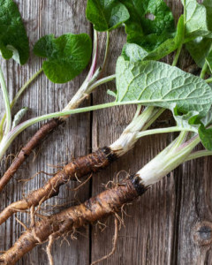 Burdock Root