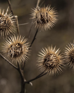 Burdock Seed