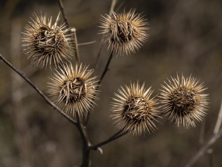 Burdock Seed