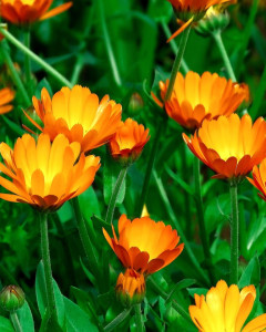 Calendula