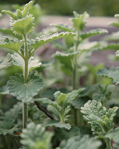 Catnip