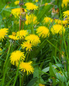 Dandelion