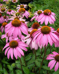 Echinacea