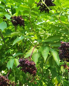 Elderberry