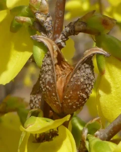 Forsythia