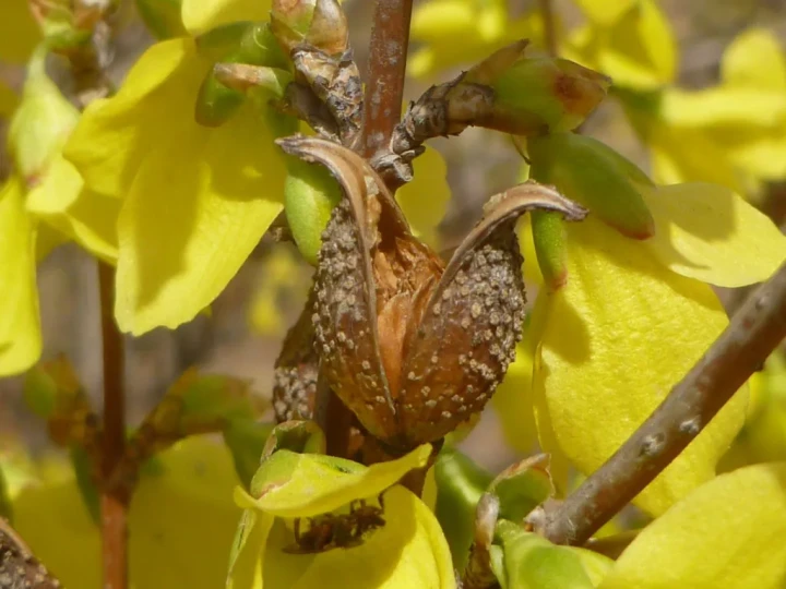 Forsythia