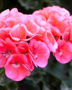 Geranium EO