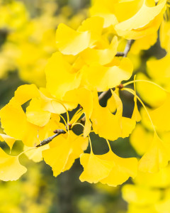 Ginkgo Biloba