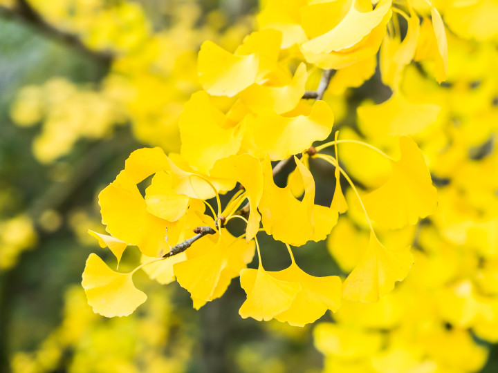 Ginkgo Biloba