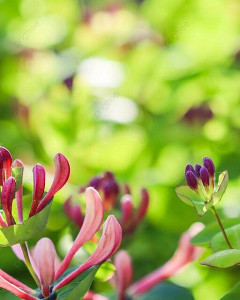 Honeysuckle Buds