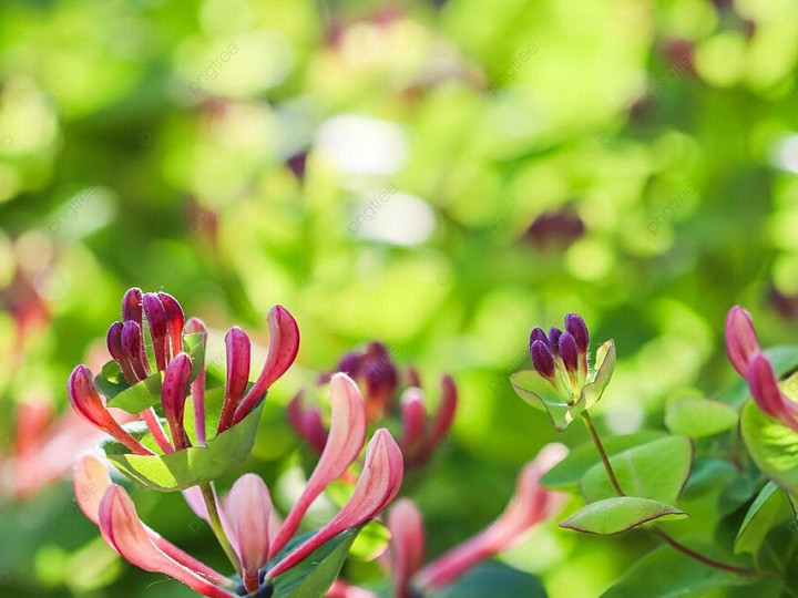 Honeysuckle Buds