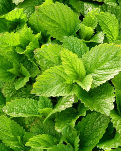 Lemon Balm
