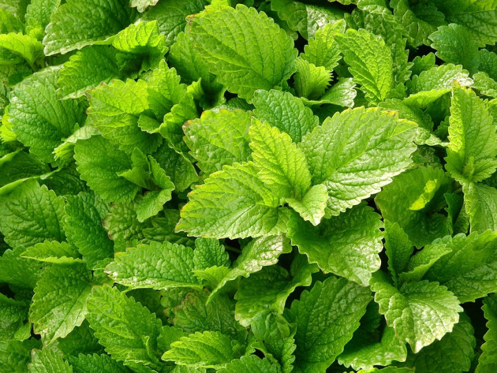 Lemon Balm