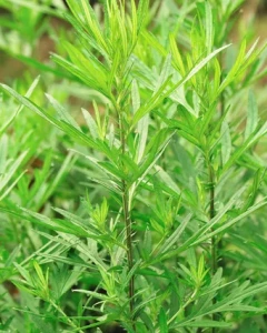 Mugwort