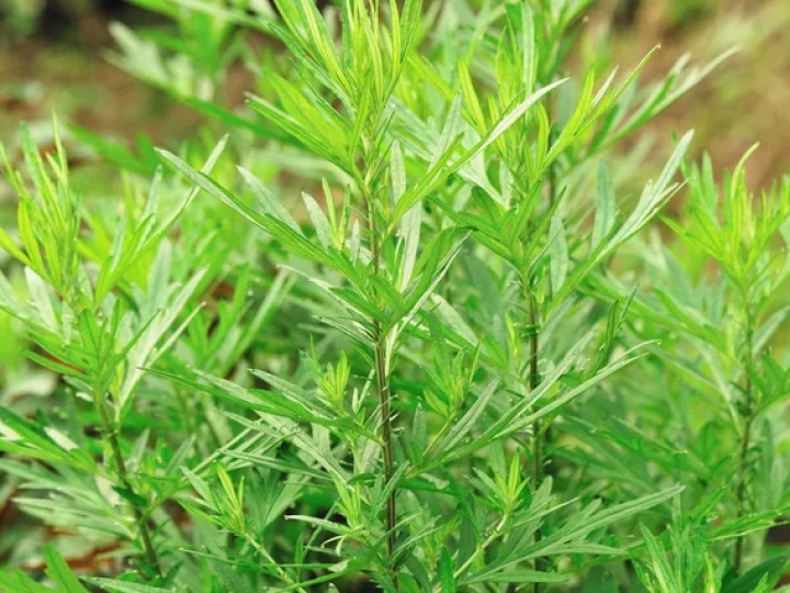 Mugwort