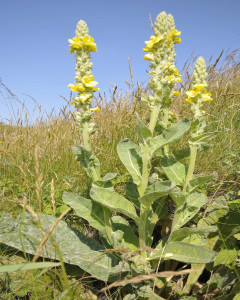 Mullein