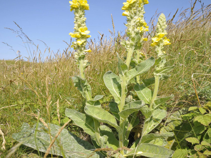 Mullein