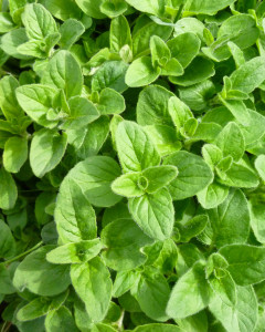 Oregano