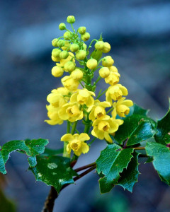 Oregon Grape Root