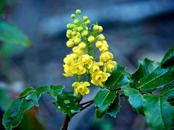 Oregon Grape Root