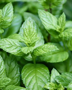 Peppermint
