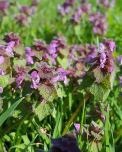 Purple Dead Nettle