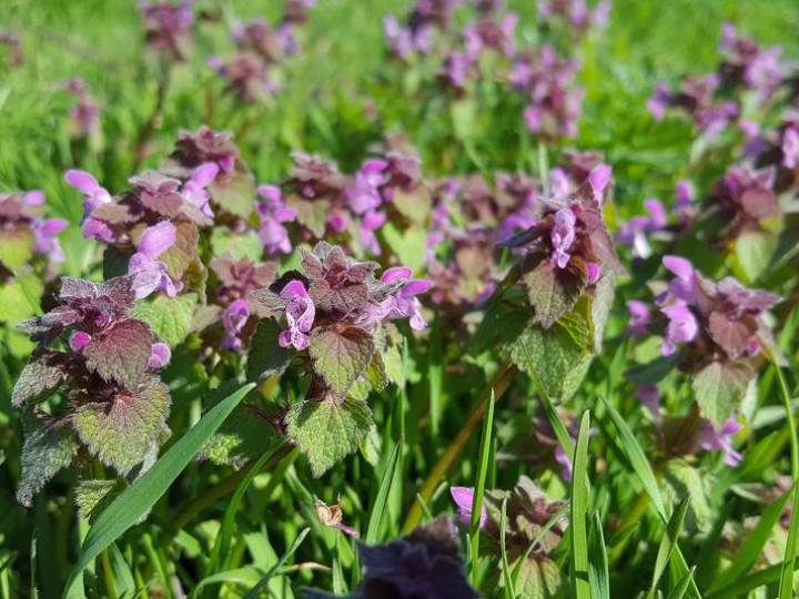 Purple Dead Nettle