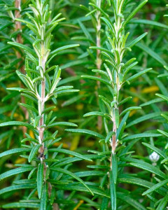 Rosemary