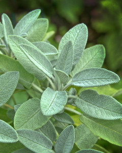 Sage