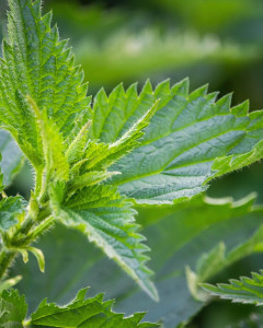 Stinging Nettle