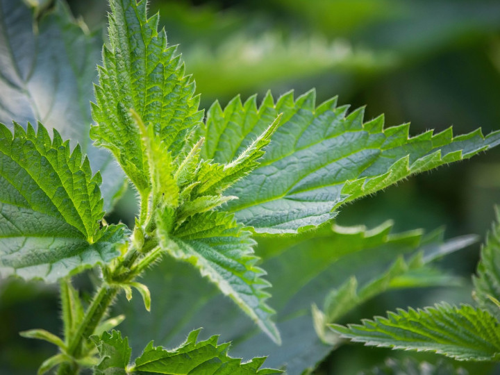 Stinging Nettle