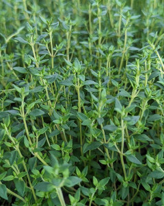 Thyme