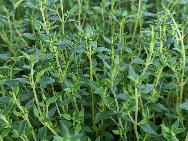 Thyme